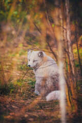 Arctic fox in nature in autumn