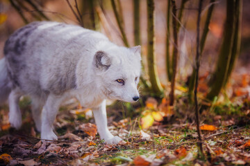 Arctic fox in nature in autumn