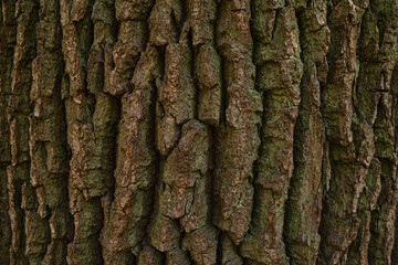 Old tree bark texture. Oak tree bark background
