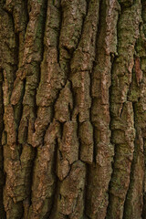 Old tree bark texture. Oak tree bark background