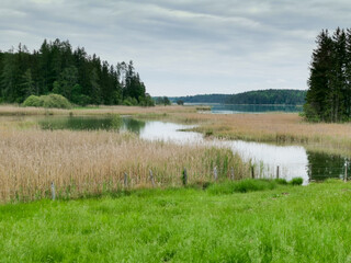 Lake with reed and forest 