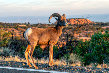 Desert bighorn sheep