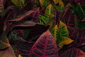 Colorful and beatiful leafs background