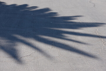 High angle full frame close-up view of a the shadow of a palm tree cast on asphalt pavement