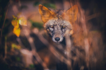 Young fox hunts in autumn