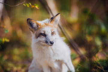 Young fox hunts in autumn