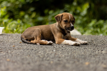 Fototapeta premium The Cute Puppy