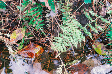 Natural wild forest background with fern leaves and puddle