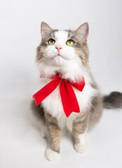 Beautiful kitten with a festive ribbon. A cute young cat in a red Christmas bow sits on a white background. Copy space.