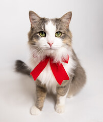 Beautiful kitten with a festive ribbon. A cute young cat in a red Christmas bow sits on a white background. Copy space.