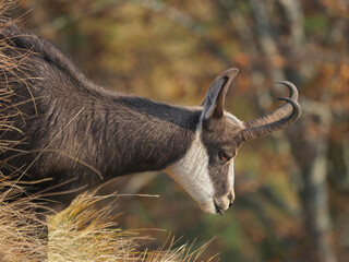 Portrait of Chamois (Rupicapra rupicapra), close-up. Head of wild goat with the colors of autumn in...