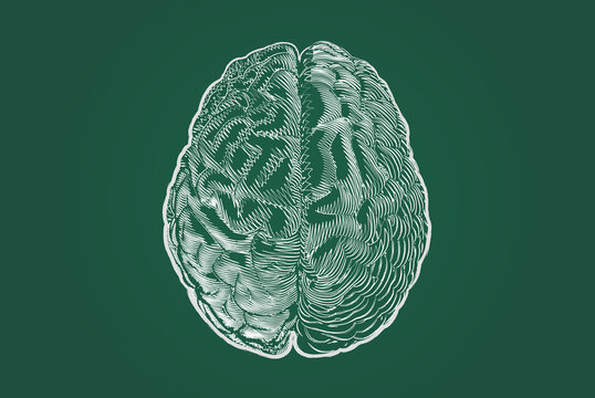 Brain cerebral drawing with chalkboard style on green BG