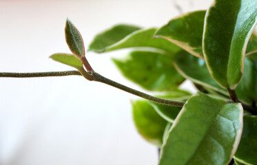 plant for house and office decoration isolated on white background
