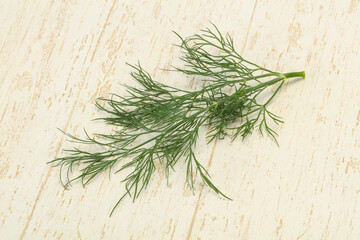 Fresh green dill herb branch