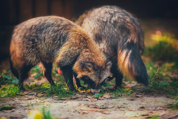 Raccoon dog eating apples in autumn in the forest