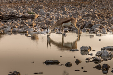 springbok drinking in the late evening in Etosha National Park