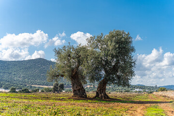 Olive trees by the sea in Puglia, Italy
