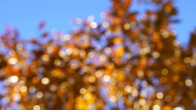 Beautiful abstract golden natural autumn bokeh video background with sparkling sun flares.