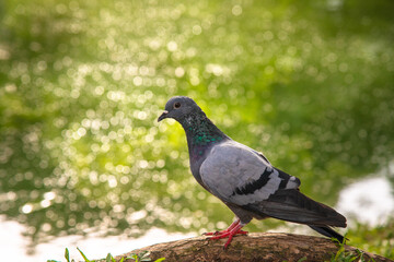 Pigeon standing  near the  pond