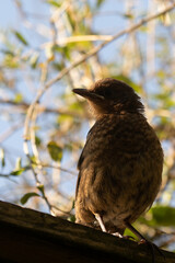 Young female Blackbird, Turdus merula, perched on edge of fence with blurred foliage background in Norfolk garden, England