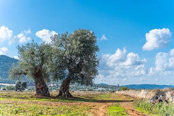 Olive trees by the sea in Puglia, Italy