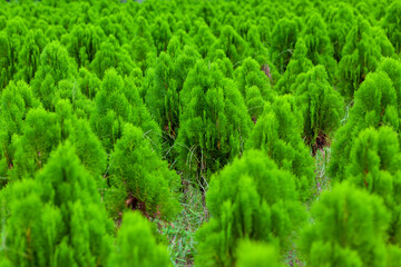 Tamarix dioica is an evergreen shrub tree. Arranged in a Tamarix dioica shrub green tree seedlings. Christmas tree in nature green and fresh background.