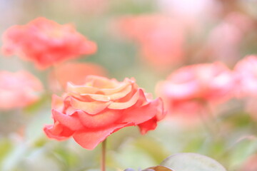 薔薇