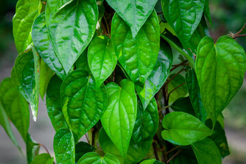 Green betel leaves are hanging on the tree. It is a creeper plant, in Asia which is eaten as...