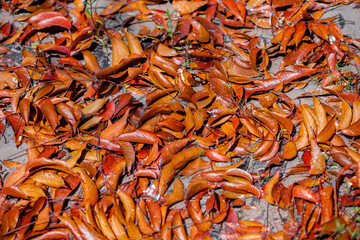 Background of dried colored leaves. Colorful fallen tree leaves background on springs time.