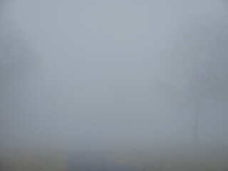 Baeume in dickem Nebel