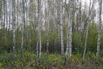 Autumn landscape. Birch the grove. White tree trunks. October. Leaf fall.