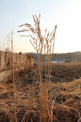 rice field in winter