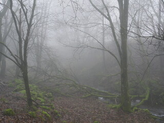 Obraz premium Baeume in dickem Nebel