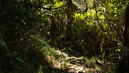 Path and stairs in the Jungle