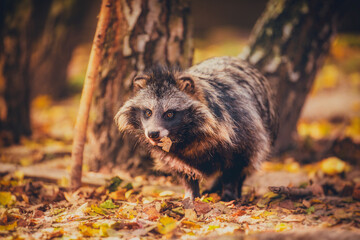 Raccoon dog in natural habitat, in the reserve, resting in summer
