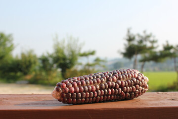 Corn cobs isolated on wood table and nature background