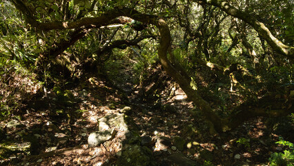 Path in the Jungle