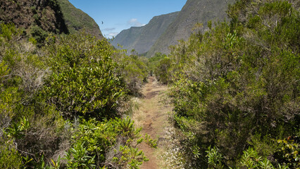 Path in the jungle attReunion Island