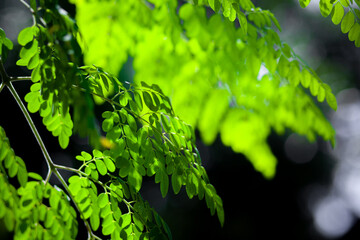 Sunlight on the hanging Moringa oleifera leaves. Fresh green drumstick tree leaves dark light background.