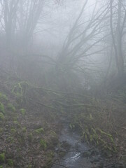 Bach mit Baeumen in dickem Nebel