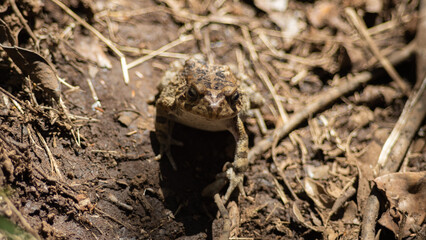 Frog in the jungle