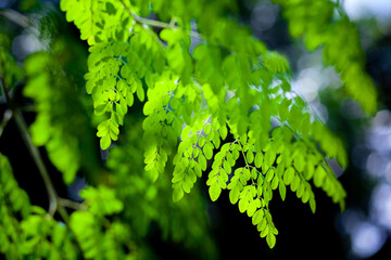 Sunlight on the hanging Moringa oleifera leaves. Fresh green drumstick tree leaves dark light background.