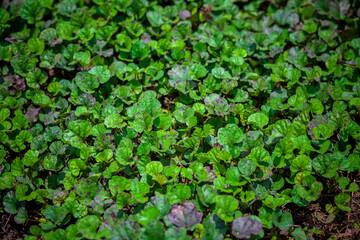 Fresh green leaves covered the land background. Little plants bed background.