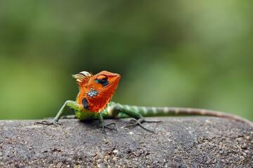 The common green forest lizard (Calotes calotes) sitting on the stone. A large green lizard with a...