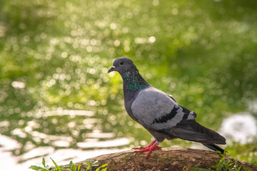Normal pigeon standing near pond