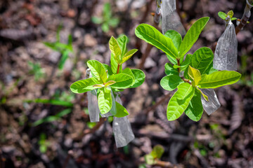 Sprouted leaves of guava tree. Guava seedlings lined up in the nursery.