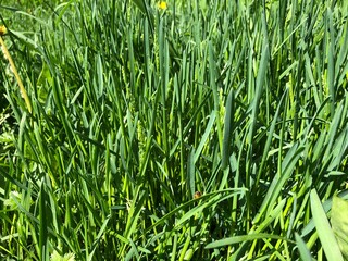 background with green fresh grass. Spring