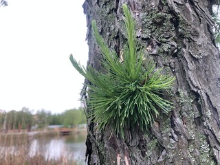 Green young larch shoots. growth of new branches and needles in spring