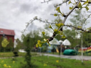 Early spring ginkgo biloba leaves, young green leaves began to grow on the branches. Ginkgo biloba, also known as ginkgo or as the maidenhair tree.