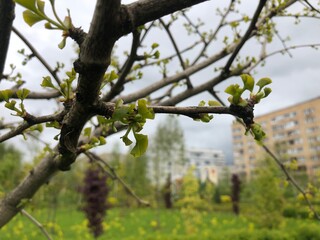 Early spring ginkgo biloba leaves, young green leaves began to grow on the branches. Ginkgo biloba, also known as ginkgo or as the maidenhair tree.